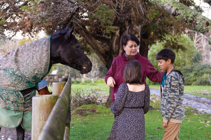Horse Being Fed