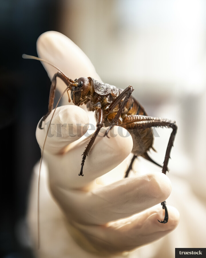 Person Holding Giant Weta