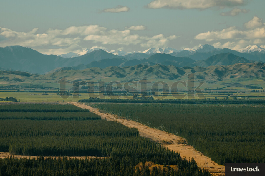 Forestry Industry