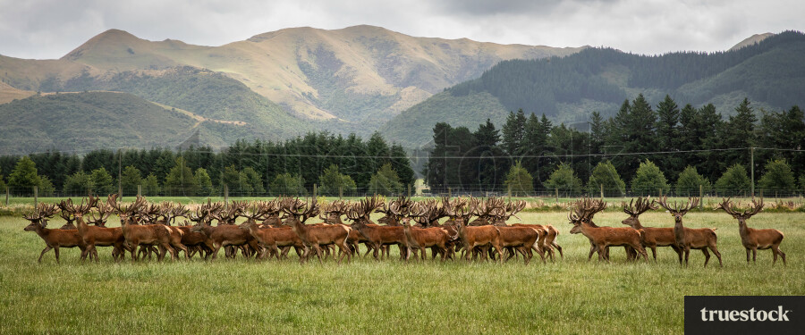 Deer Herd in Timaru