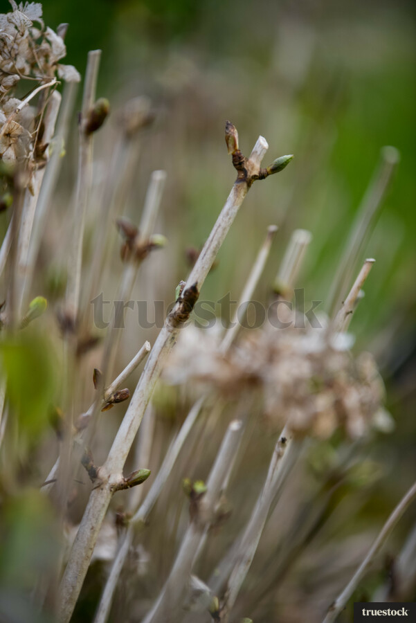 Close-up of plants in the garden