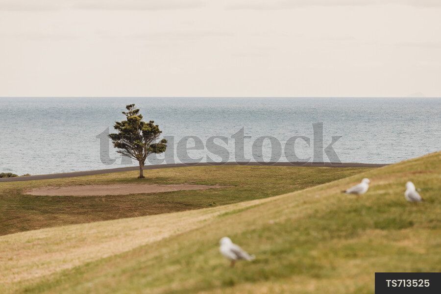 Pohutukawa tree and seagulls on hill by sea