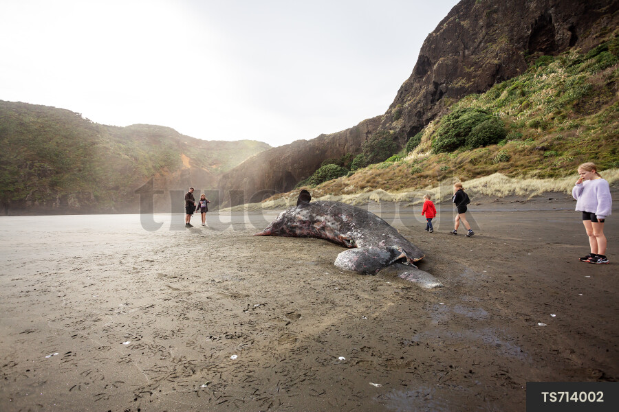 Family around dead whale on beach