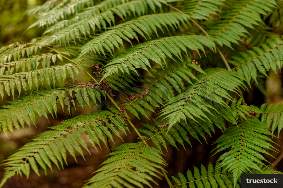 Fern leaf