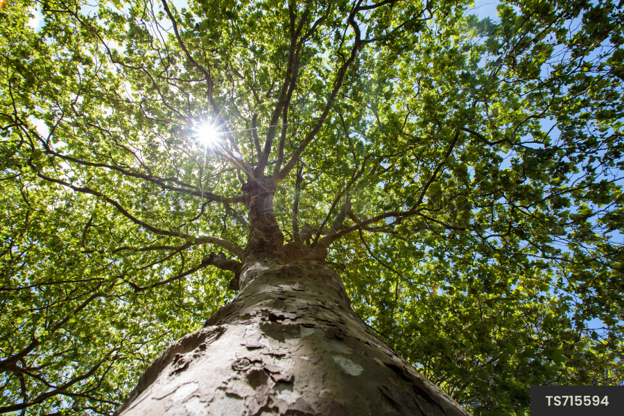 Branches of tree from below