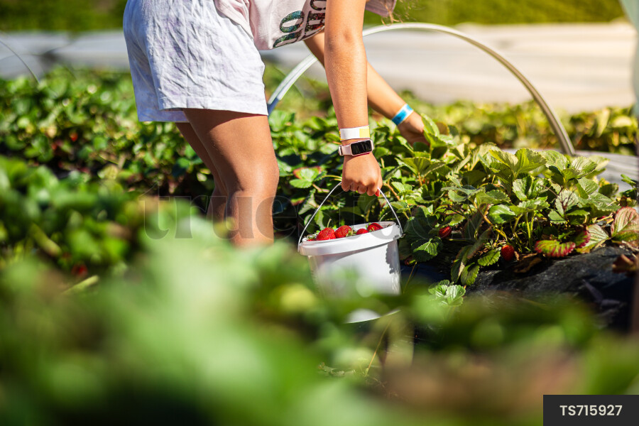 Girl picking strawberries