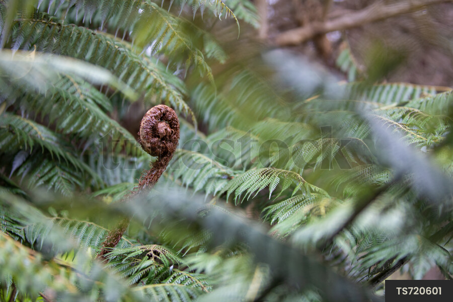 Fern in forest