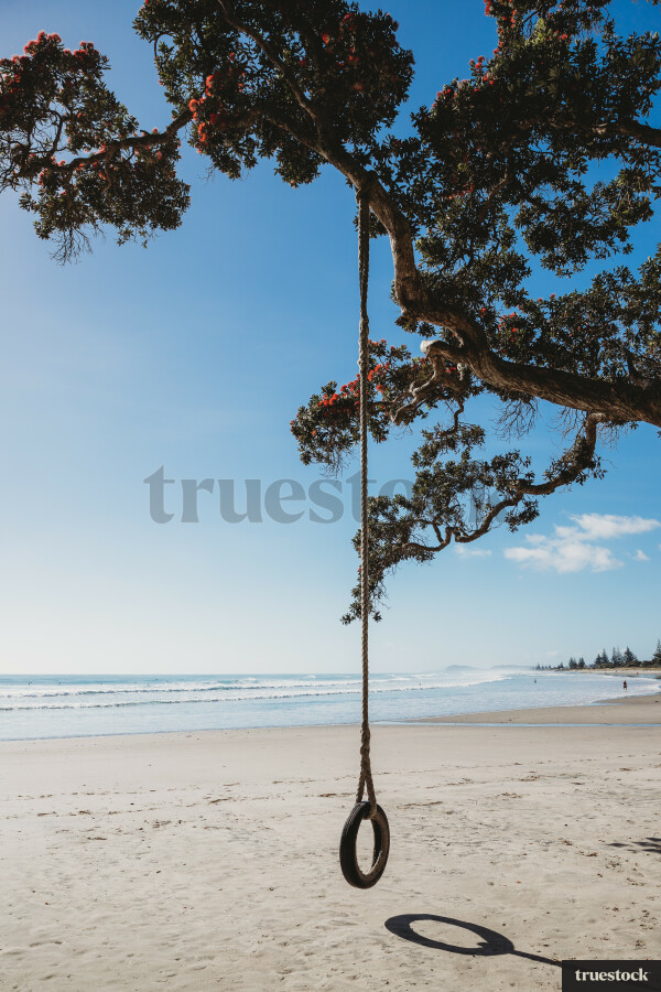 Summer Pohutakawa Tree