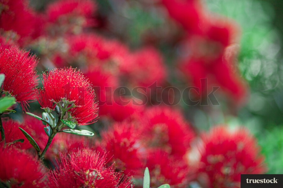 Pohutukawa Flowers