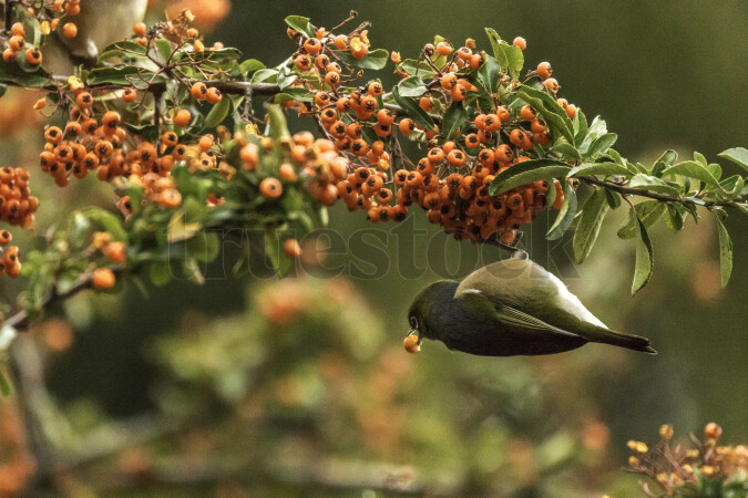 Waxeye New Zealand Bird