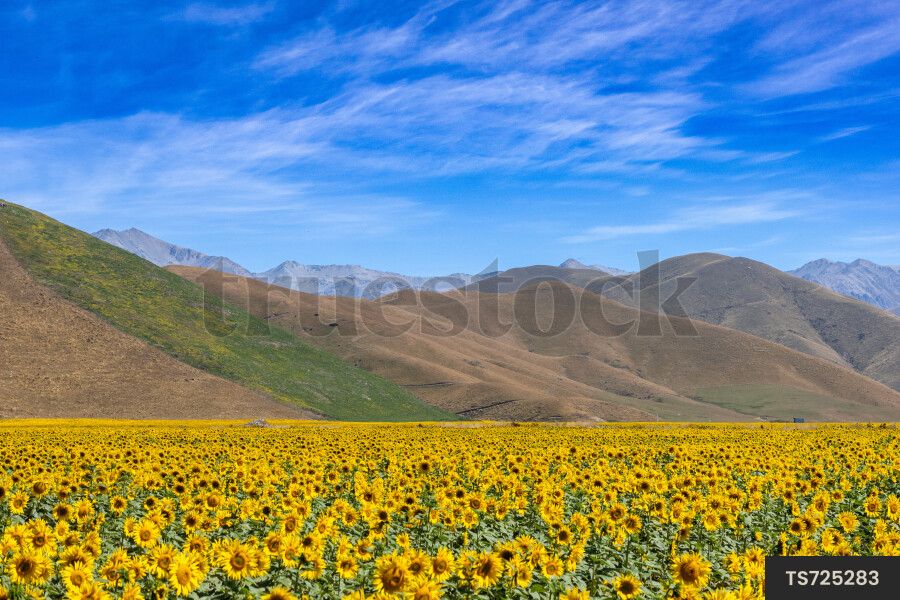 Sunflower field and hills in Fairlie, Canterbury