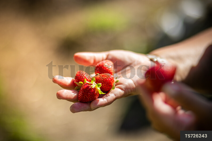 Hand of woman holding strawberries