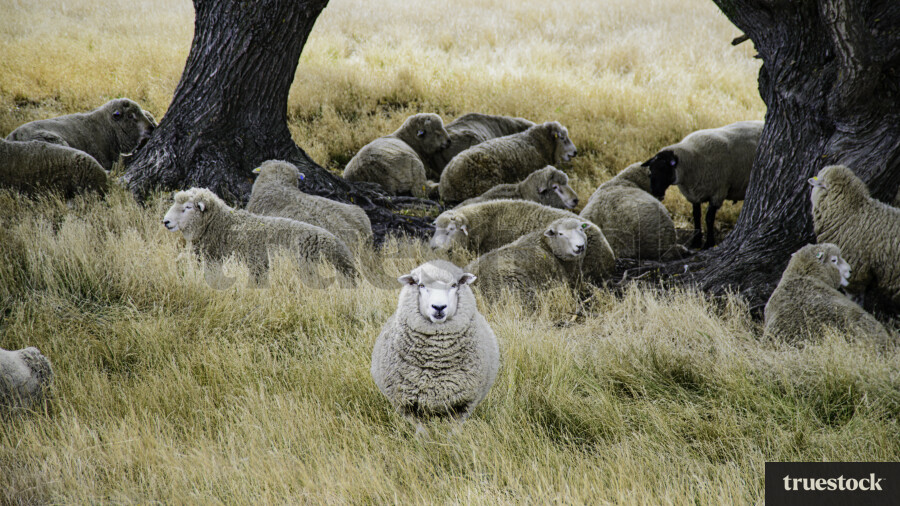 Sheep Under Trees on Farm