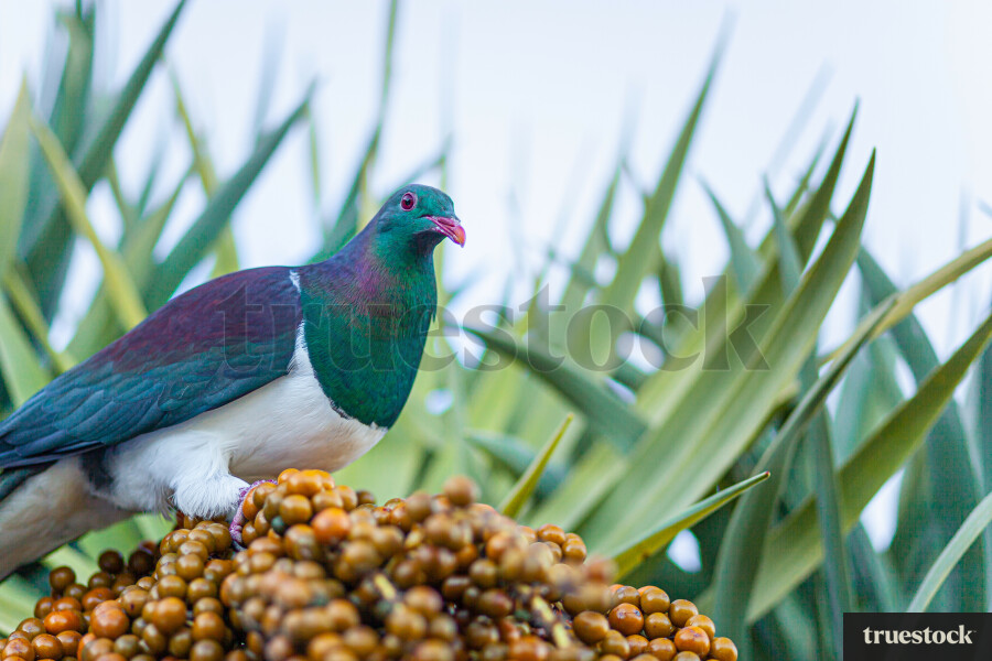 Kereru Eating Berries