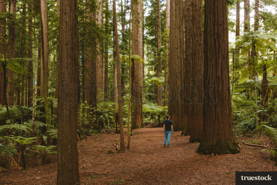 Redwood forest Rotorua