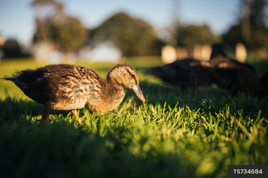 Duck on Grass