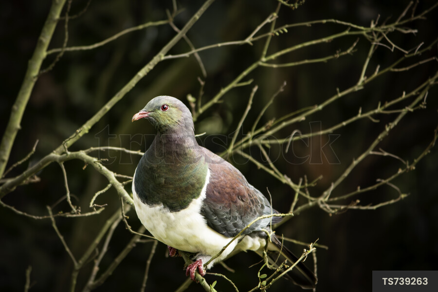 Kereru on Branch