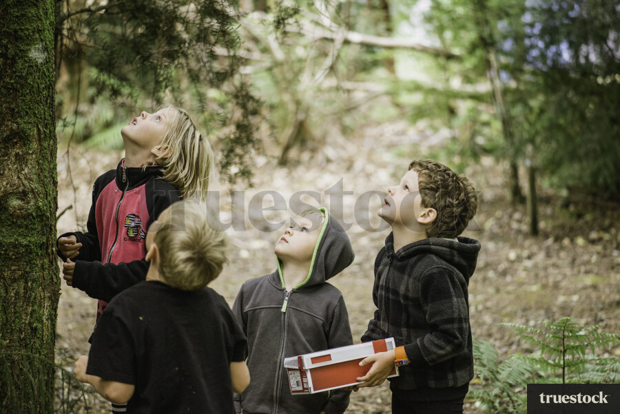 Kids Looking up in a Treee