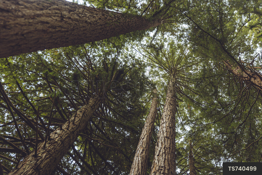 View from below of lush tree canopy