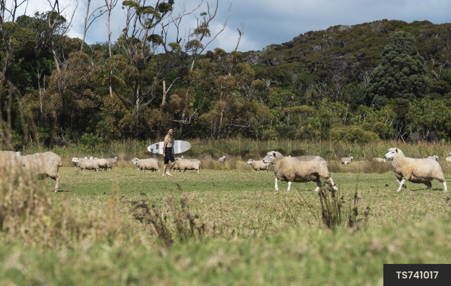 Surfer walking in paddock with sheep