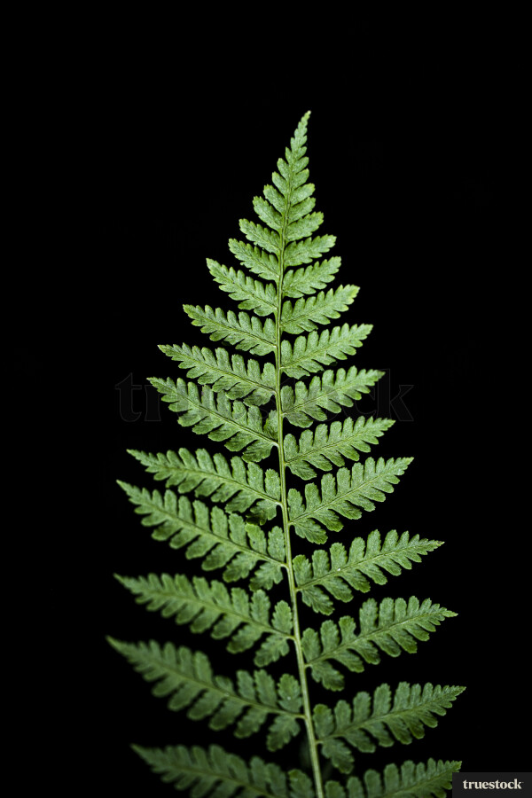 Fern on black background