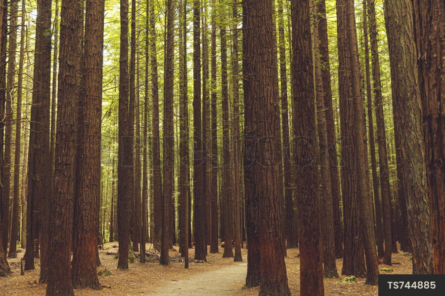 Trunks of redwood trees in forest
