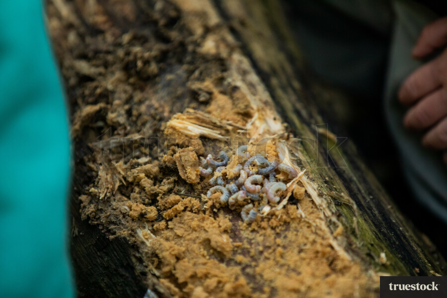 Close-up of huh grub insect