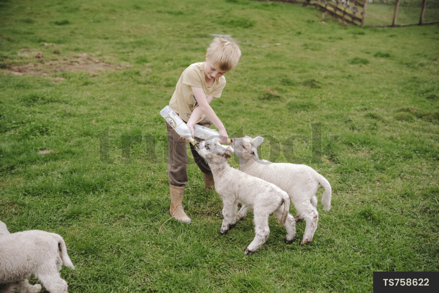 Boy feeding lambs with milk bottles