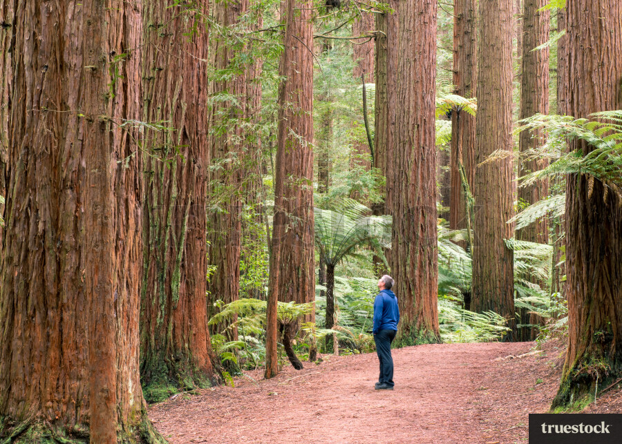 Redwood Forest Rotorua