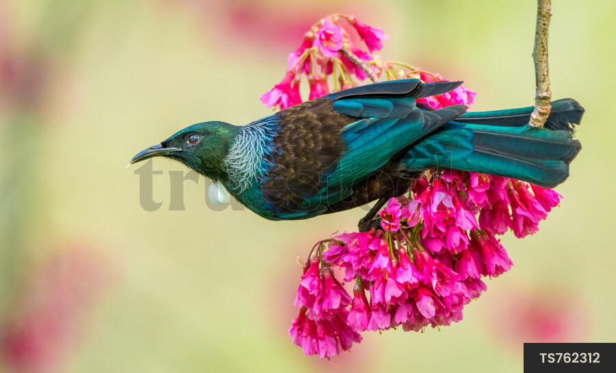 Tui bird perching on branch with pink flowers
