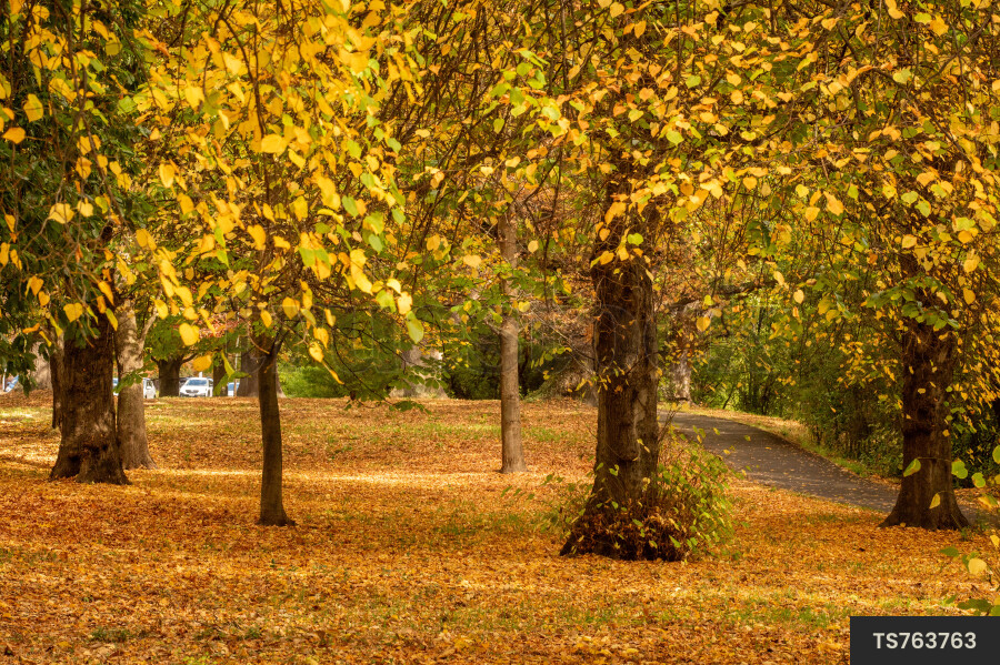 Hagley Park in autumn
