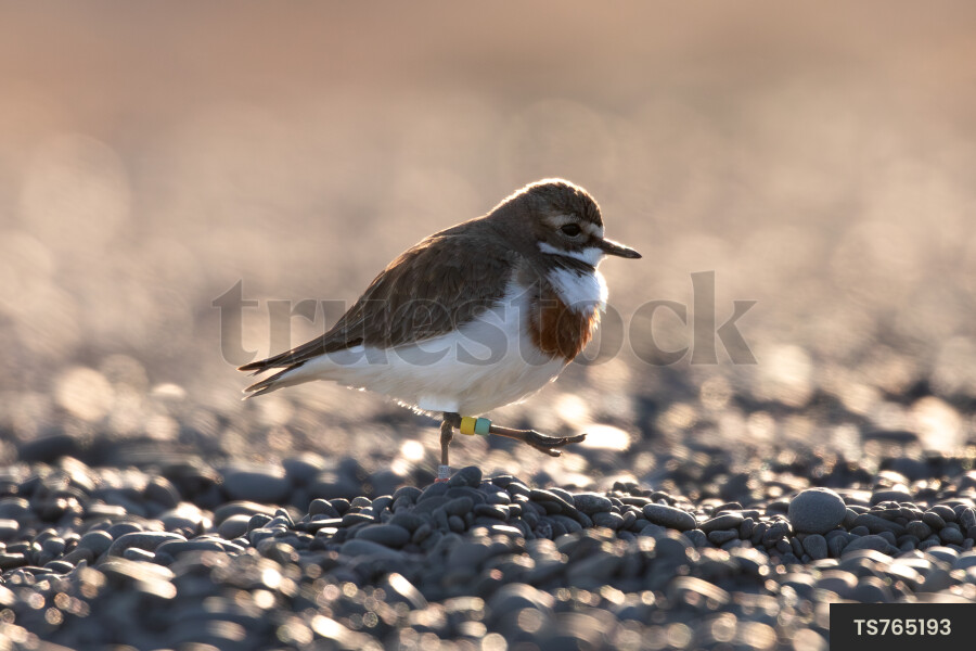 Banded Dotterel bird walking on pebbles