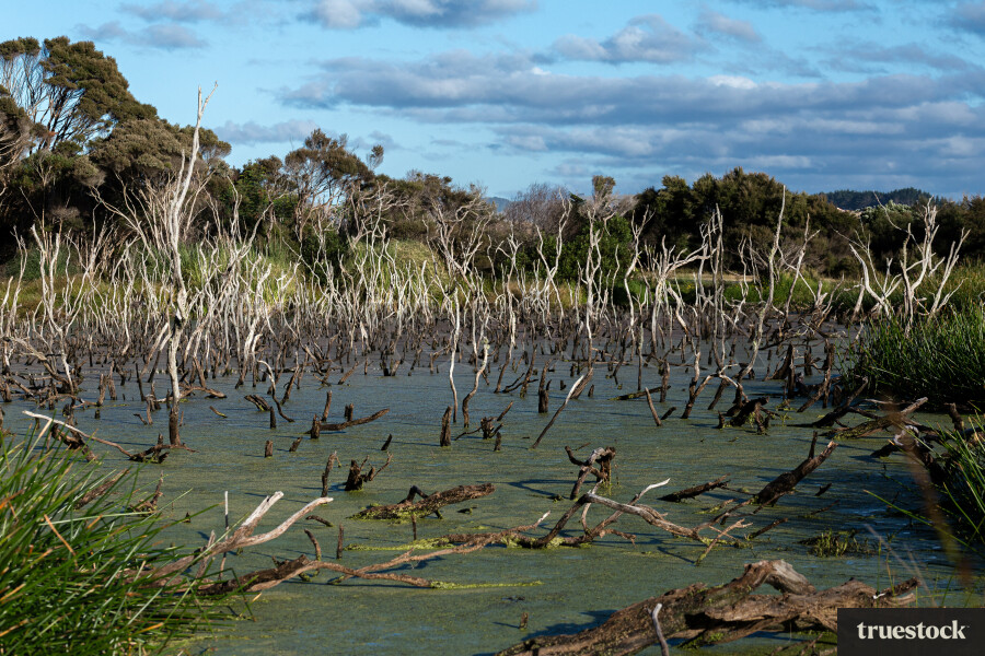 Wetlands at Kai Iwi lakes