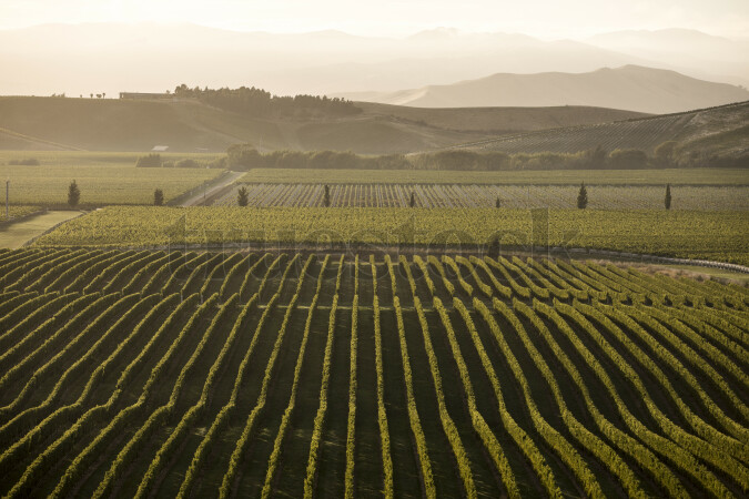 Vinyard grape vines