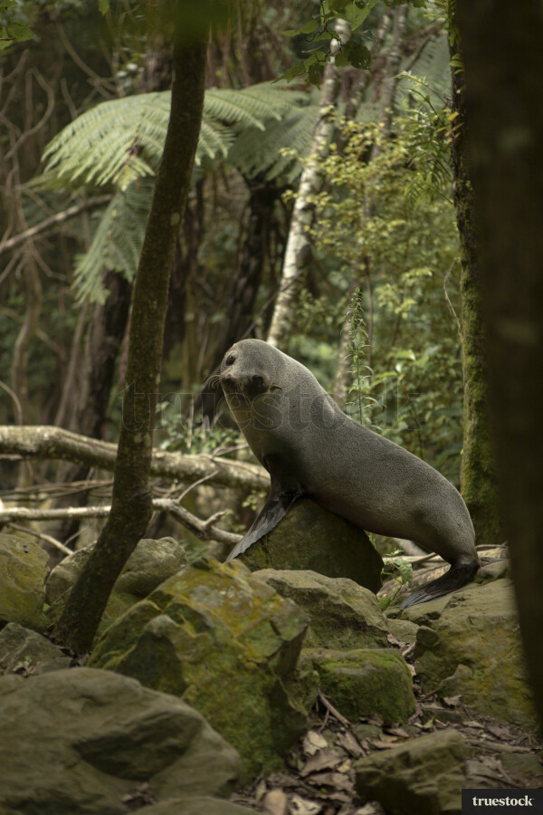 Seal in the forest