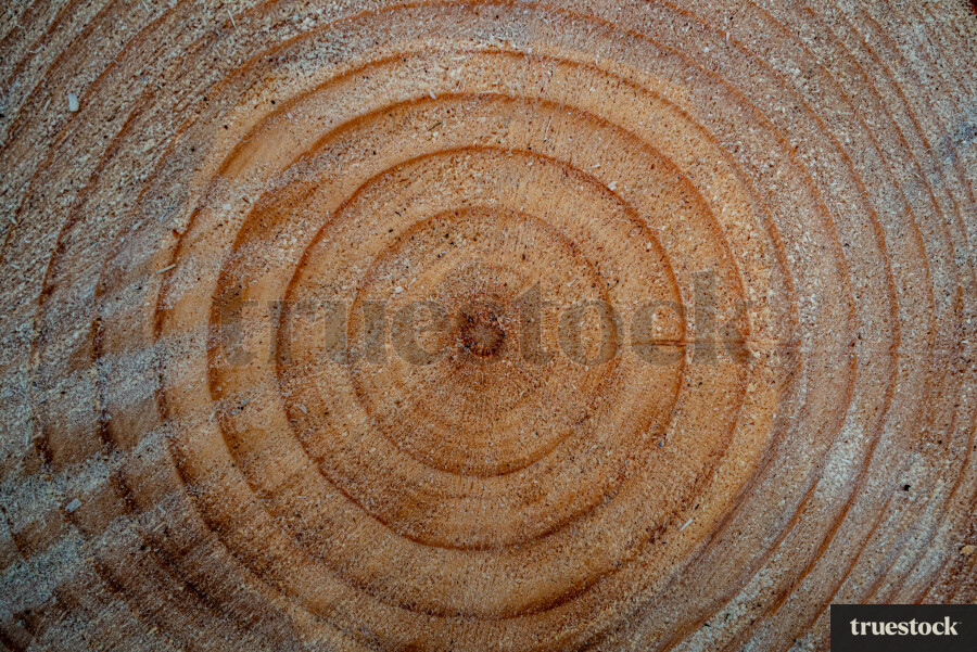 Tree Rings