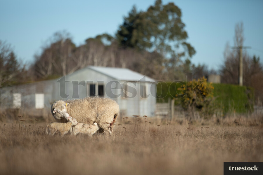 Mother sheep with 2 baby lambs in a field in the countryside