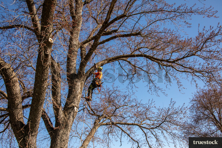 Worker Climbing Tree