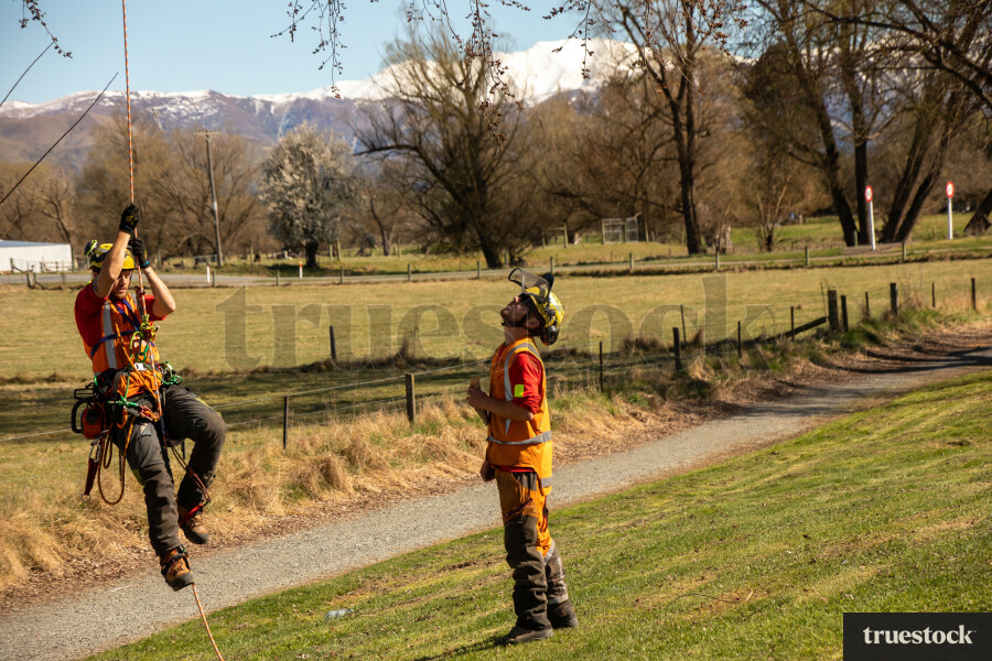 Workers Climbing Tree
