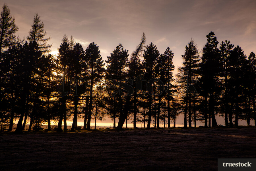 Trees at Sunrise