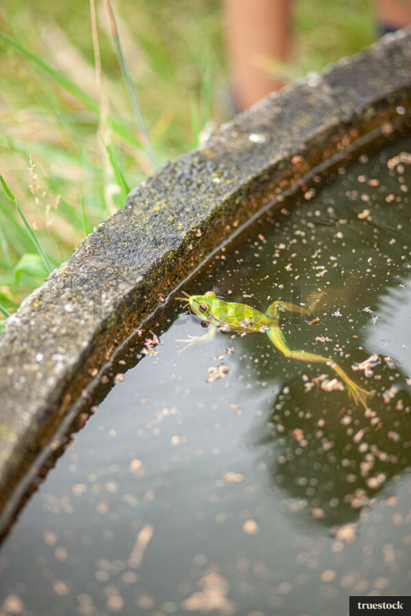 Frog in pond