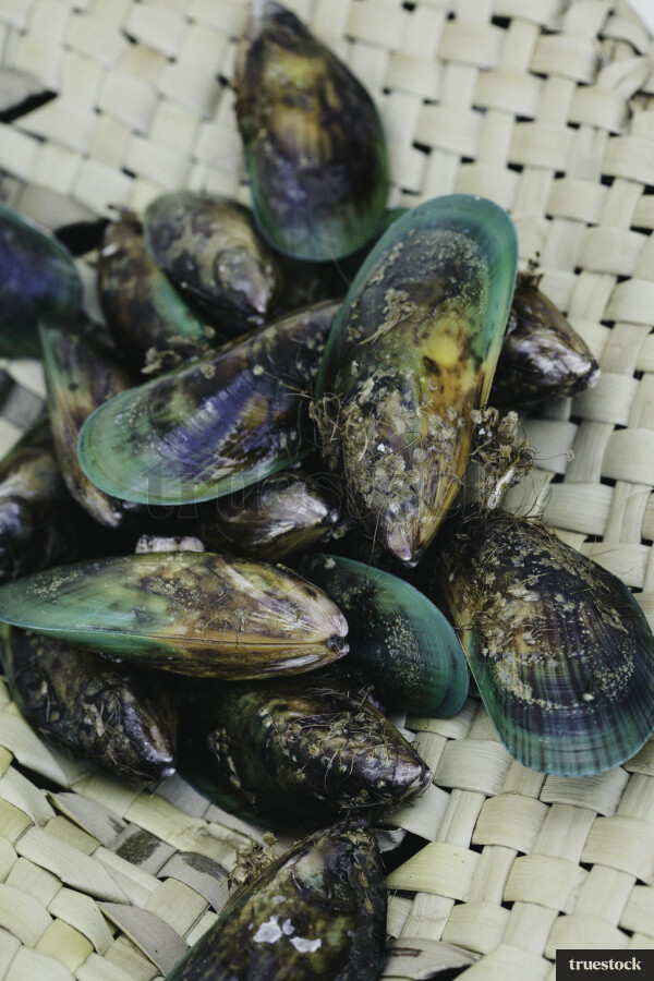 Mussels