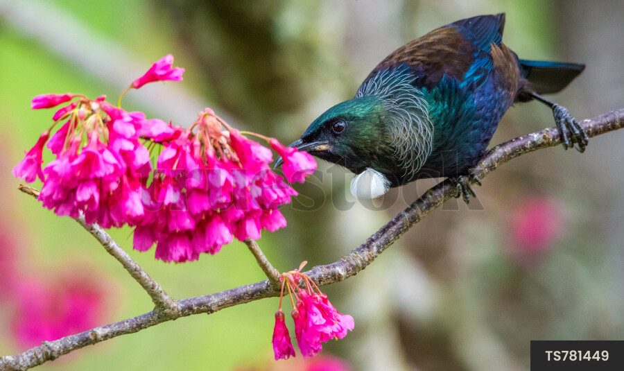 Tui bird perching on branch with pink flowers