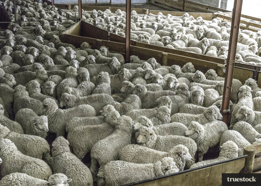 Sheep farming