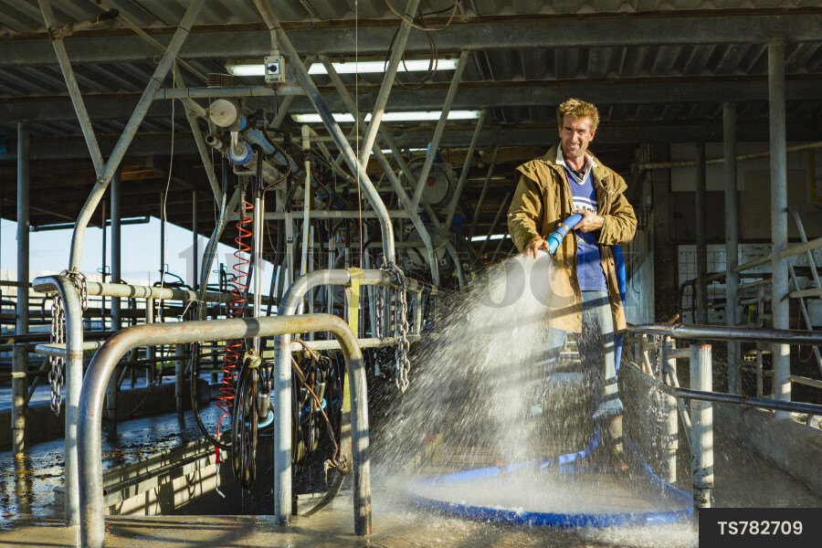 Farmer washing milking shed with hose