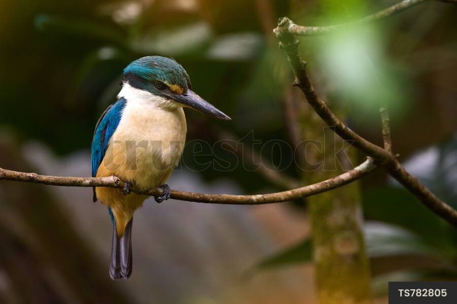 Kingfisher perching on branch