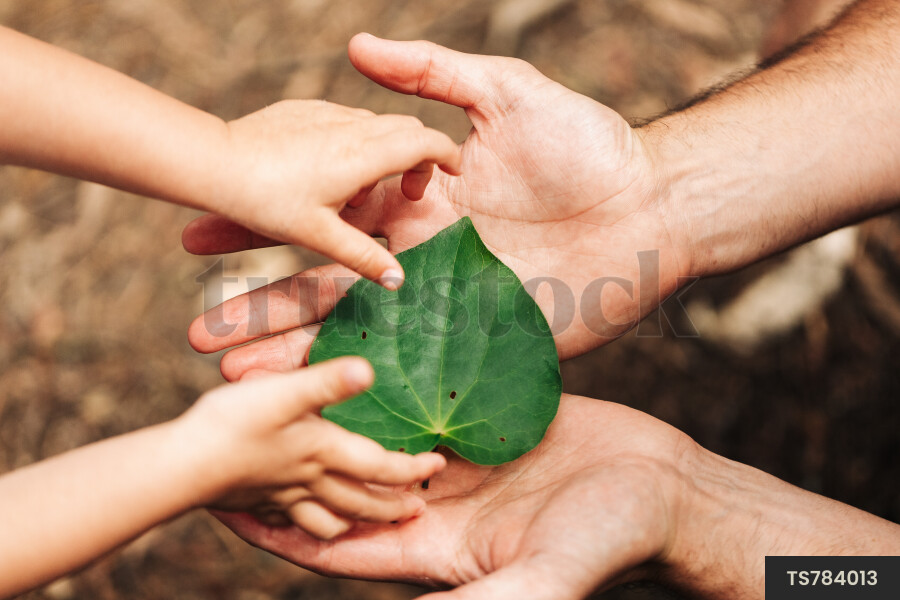Hands of girl and her father holding leaf