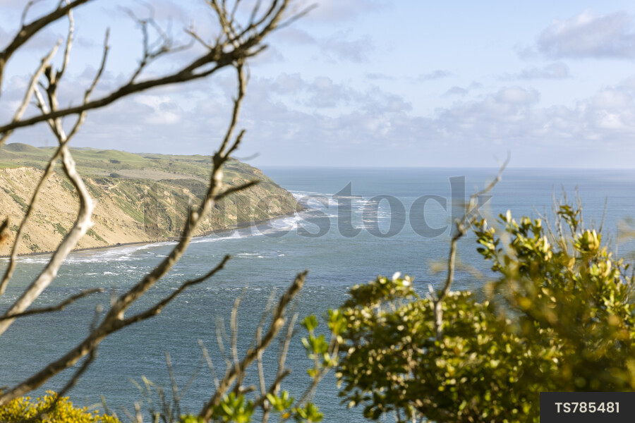 Branches of trees by Manukau Harbour