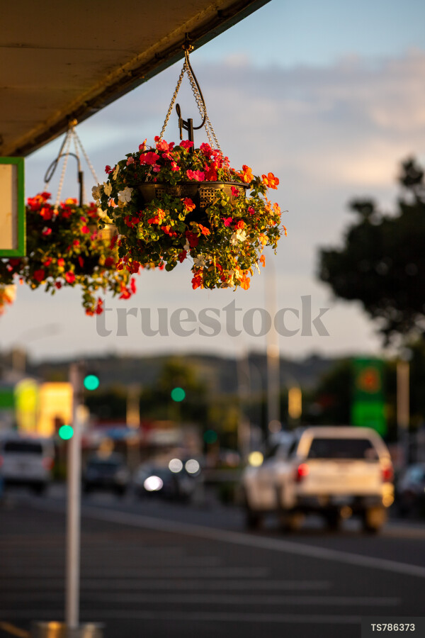 Hanging planters next to cars on street