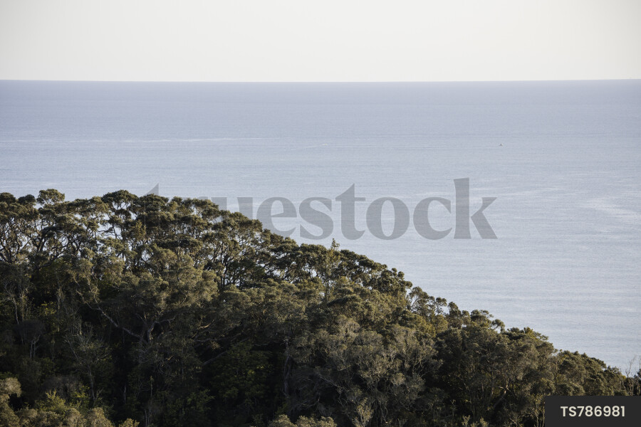 Ohope Beach Landscape